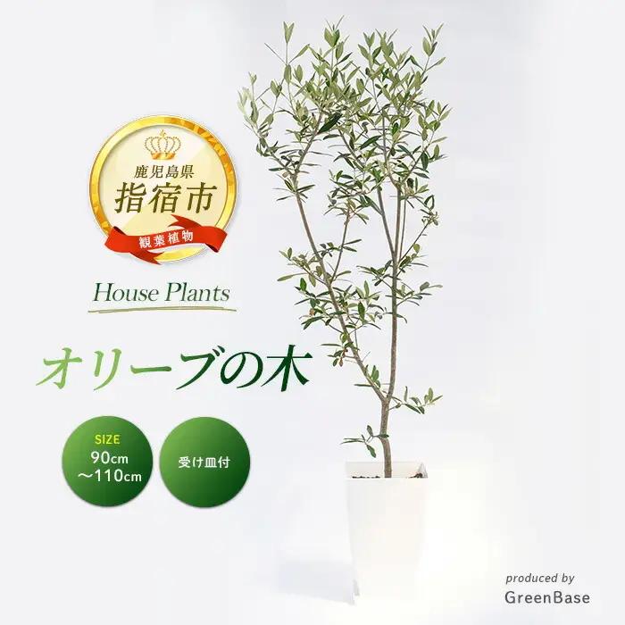 【観葉植物】オリーブの木 90cm～110cm Green Base IB003-042 観葉植物