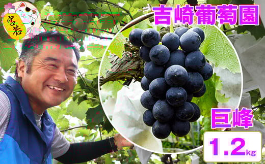 
            M22【お盆～8月末順次発送】吉﨑葡萄園直送！【巨峰1.2キロ】
          