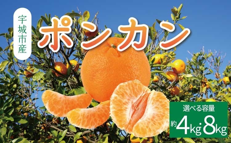 
            先行予約 ポンカン 【選べる容量】 約4kg (20玉前後) または 約8kg (40玉前後) 【2026年1月上旬から2月上旬発送予定】フルーツ 果物 くだもの 熊本県産 九州産 国産 送料無料 ひでみかん
          