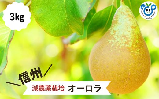 HF29-25A 【信州松川町産】 希少な洋梨 オーロラ 約3kg ／9月上旬～9月中旬発送開始予定 // 長野県 南信州  減農薬栽培 洋梨 オーロラ エコファーマー認証 農家支援 