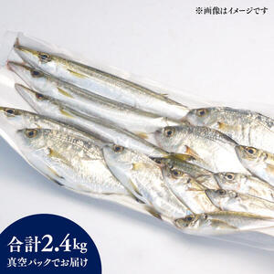 【単月お届け】大和海商の朝どれ鮮魚小魚パック 2.4kg N072-A2229