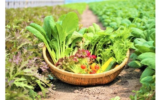 
CQ019_オーガニック葉物野菜セット【植物性で育てた完全無農薬の葉野菜ブランド有機JAS】
