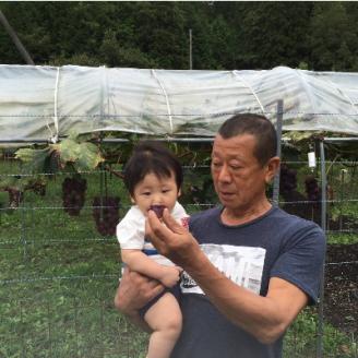 ＜たかはし農園＞《2025年産 先行予約》農家直送！大粒の種なし葡萄 ピオーネ1房（700g前後）≪ぶどう たねなし 京都 丹波 南丹 亀岡 フルーツ≫ ※2025年8月中旬頃より順次発送予定