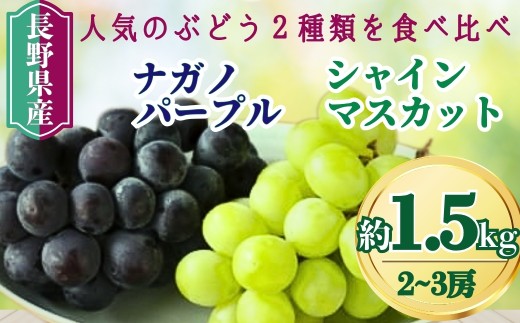 【2026年先行予約】家庭用 シャインマスカット＆ナガノパープル 約1.5kg（2~3房）｜ 果物 フルーツ 白ぶどう 黒ぶどう 葡萄 ブドウ 種無し 種なし 皮ごと 千曲市 長野県 信州