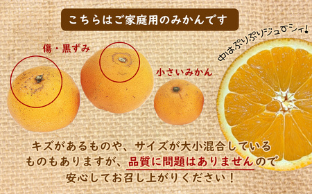 温州みかん 訳あり（2S～2L）約10㎏ | ミカン みかん 蜜柑 温州 フルーツ 果物 ジューシー 熊本県 玉名市