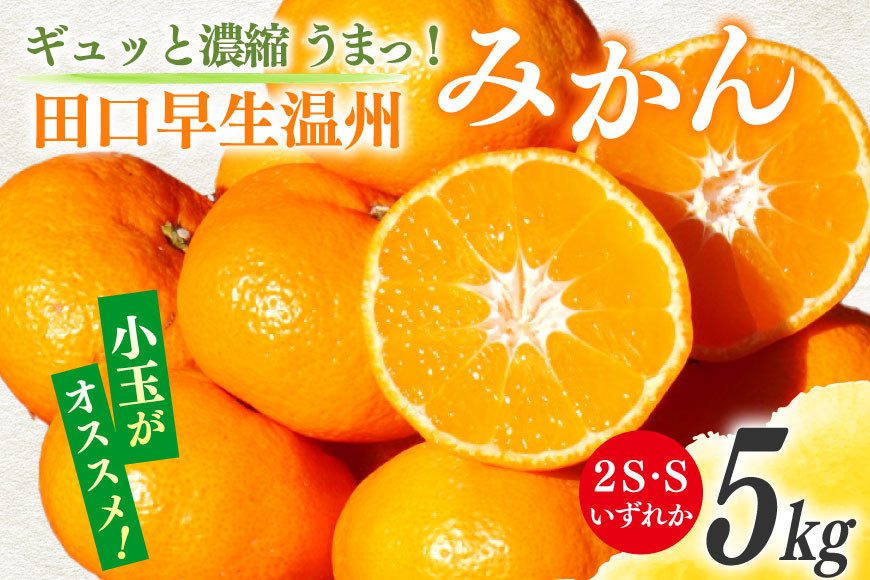 
                  【期間限定発送】 みかん 5kg ギュッと濃縮 うまっ！ 田口早生温州みかん 2S・Sいずれか [黒田農園 宮崎県 日向市 452061306] 果物 フルーツ ミカン 蜜柑 柑橘
                