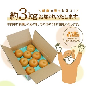SA3037　酒田産【特選】南水梨　約3kg(6～9玉入)