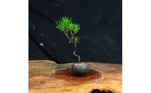 赤石の泉 黒松（鉢植え） S-38