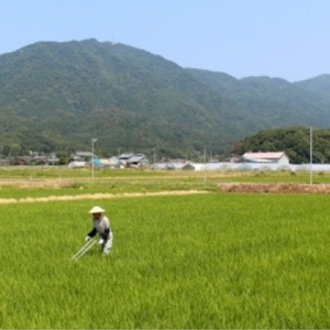 ＜乾燥米こうじ 500g×2袋＞弥彦村 石井農園 新潟県認証特別栽培米 コシヒカリ使用 | 米麹