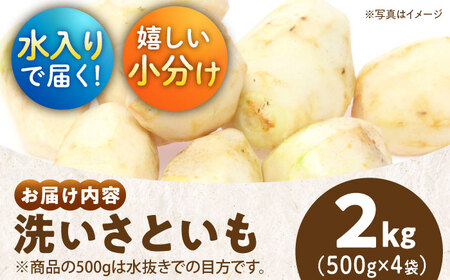 【9月下旬より順次発送】大洲産洗い里芋（水入り）500g×4袋 愛媛県大洲市/沢井青果有限会社 [AGBN033]野菜 里芋 さといも 