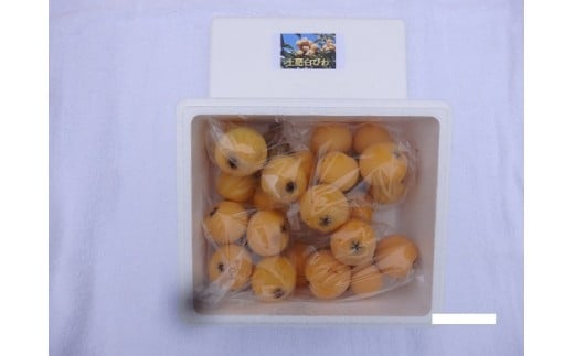 
（先行予約・限定3０セット・5月下旬～6月中旬発送）白びわ（700g）【静岡県 伊豆市 果物 幻 枇杷 】010-009

