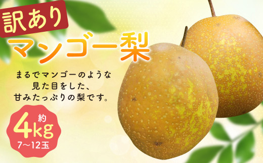 【2026年10月下旬～12月下旬迄順次発送予定】【訳あり】王秋梨 (マンゴー梨) 約4kg (7-12玉)