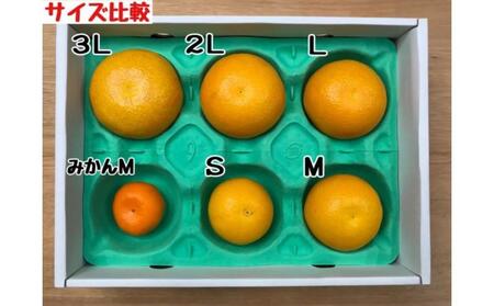 1月・4月 全2回 定期便 はっさく マニア 貯蔵 ＆ 木成完熟 傷あり 二級品 4 ～ 6玉 手さげ箱 和歌山 有田 南泰園