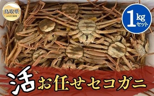 【魚倉】活お任せセコガ二　1kgセット【期間限定】_T2600174 鳥取県 おすすめ かに がに ガニ 蟹 セコガ二 活親がに 活セコガ二