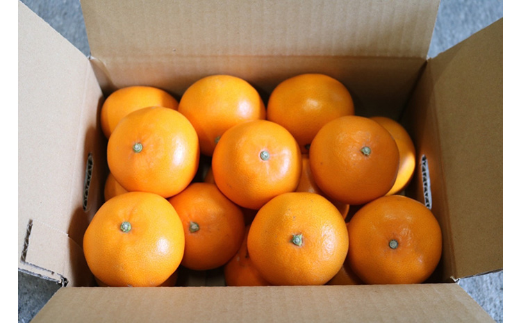 【まごころ手選別】和歌山産　せとか　約3kg　秀品 ※2026年2月下旬～4月中旬頃より順次発送予定