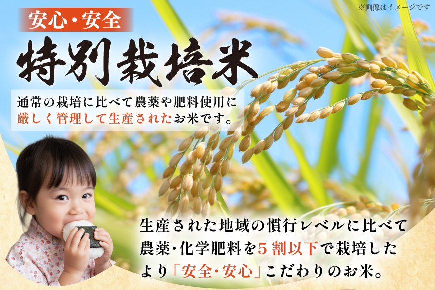 米 定期便 12回 令和8年産 特別栽培米 雪若丸 10kg 12回 計120kg [渡部ファーム 山形県 高畠町 tk06ays810060] ふるさと納税 お米 おこめ こめ コメ 白米 精米 ご