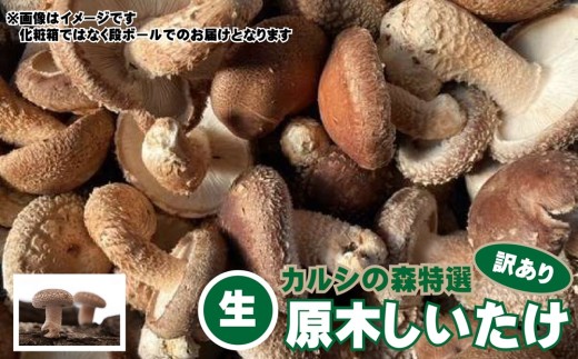 Y-1005 【訳あり】カルシの森特選 原木しいたけ（生）約１kg