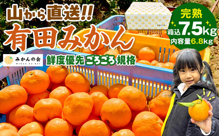 有田みかん 訳あり みかん 約6.8kg  和歌山県産