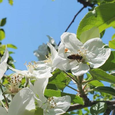 ふるさと納税 盛岡市 非加熱はちみつ　盛岡産りんご600g瓶 |  | 01