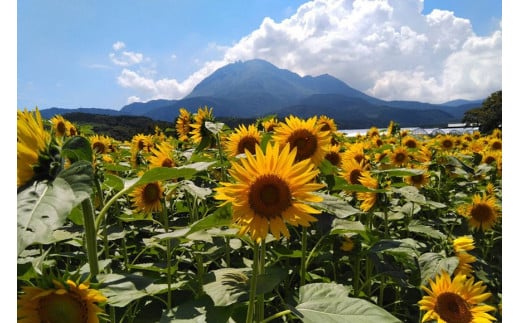 BF112 10月下旬から出荷！「幻の朝どれホワイトコーン！」Mサイズ以上×18本以上【全国的にも珍しい秋季出荷】