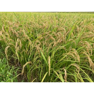 ふるさと納税 直方市 令和7年産 直方産夢つくし 精米(5kg×2袋) |  | 01