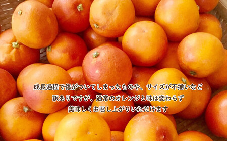 訳あり 西浦 国産 ブラッドオレンジ 5kg 西浦 柑橘 ブラット オレンジ 木負観光みかん園