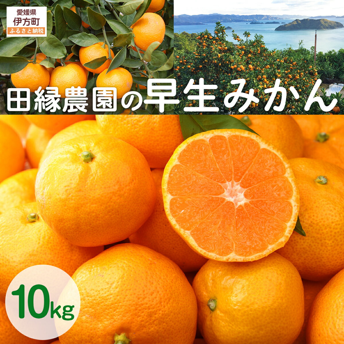 【ふるさと納税】【数量限定/先行予約】田縁農園の早生みかん（生果）10kg ※離島への配送不可 （2025年11月10日より順次発送） 【ふるさと納税 人気 おすすめ ランキング みかん 蜜柑 早生みかん フルーツ 果物 愛媛県産 田縁農園 愛媛県 伊方町 送料無料】 IKTA026