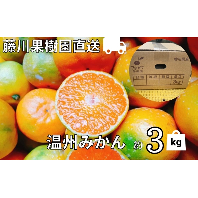 2026年秋よりお届け 農園直送 フジカワ果樹園栽培の 温州みかん 約3kg 果物類 柑橘類 ミカン フルーツ 