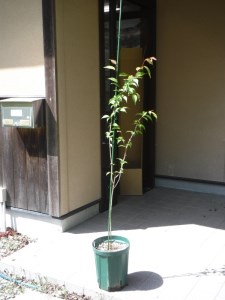 吉野山の桜の苗木 2〜3年生 [BRBZ001]