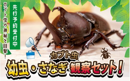 【先行予約】 カブト虫　幼虫・さなぎ観察セット 【2025年4月上旬順次発送】 【 カブト虫 幼虫 さなぎ 観察 セット エサマット 自然 研究 体験 虫 】 [A-081005]