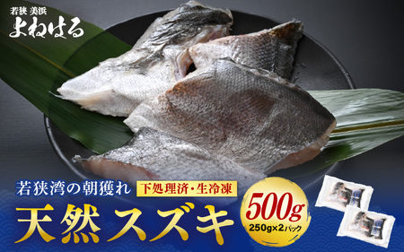 若狭湾の朝獲れ 天然 スズキ 約500g (約250g×2パック) 下処理済!生冷凍!だから人気!【 魚介類 切り身 白身 】[m17-a072]