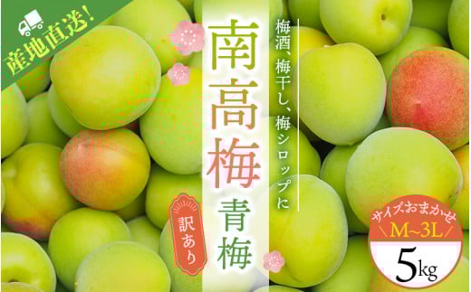 【受付終了間近！5/30までの受付！】M-3Lのサイズおまかせ！ 訳あり ご家庭用 南高梅 青梅 5kg【2025年6月初旬から6月中旬までに順次発送】 / 梅 梅酒 梅干 青梅 梅ジュース 梅干し 三重県産