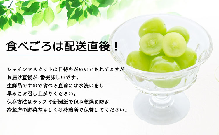 「後藤農園」 シャインマスカット 約700g 希少 ぶどう 新鮮 期間限定 皮ごと ブドウ お取り寄せ 熊本県 阿蘇市
