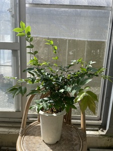 上郡町産 ジャボチカバの苗木（小）| ジャボチカバ 植物 フルーツ 珍しい おいしい 兵庫県 上郡町