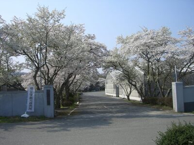 【2025年3月から5月まで季節限定発送】丹波桜　特別純米　720ml　2本セット | 兵庫県 丹波篠山 櫻酒造 日本酒 お酒 ギフト 贈り物