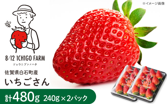 【2026年2月以降発送】いちごさん 240g×2パック 【8/12ICHIGOFARM】 [IBR002]