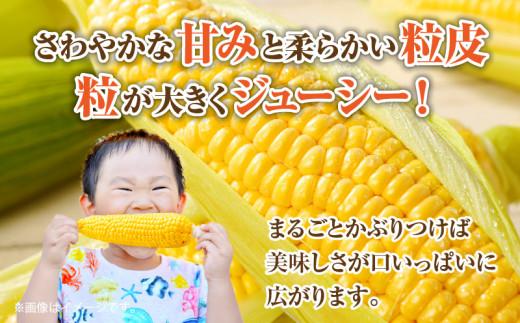 ＼寄附額改定／瀬戸内イエローコーン 約3kg【2026-6月上旬～2026-7月中旬配送】