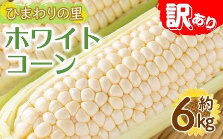 ＜先行予約！2026年6月上旬以降順次発送予定＞＜訳あり＞ホワイトコーン(約6kg) 香川県 国産 とうもろこし トウモロコシ 新鮮 冷蔵便 【man109-B】【Aglio nero】