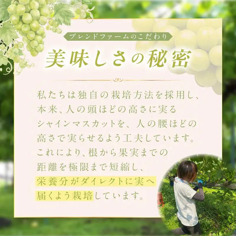 【ふるなびWEEK対象】シャインマスカット 樹上完熟 1.2kg 2～3房