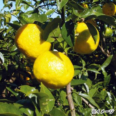 ふるさと納税 曽於市 【6回定期】ゆずだもん。 ウォーターパウチタイプ 30本 |  | 01