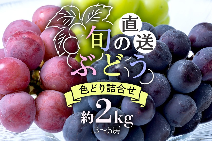 
                  【 2026年 先行予約 】 旬のぶどう 色とりどり 詰合せ 約2kg 太郎兵衛果樹園 3房 ～ 5房 詰め合わせ 品種 お任せ 食べ比べ セット 果物 くだもの ぶどう ブドウ フルーツ 2キロ 9月 10月 発送 秋 旬 茨城県産 産地直送 産直 農家直送 冷蔵 茨城県 石岡市 (A03-003)
                