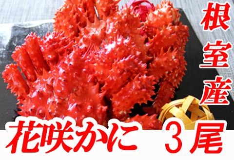 【北海道根室産】花咲かに500～650g前後×3尾 B-70002