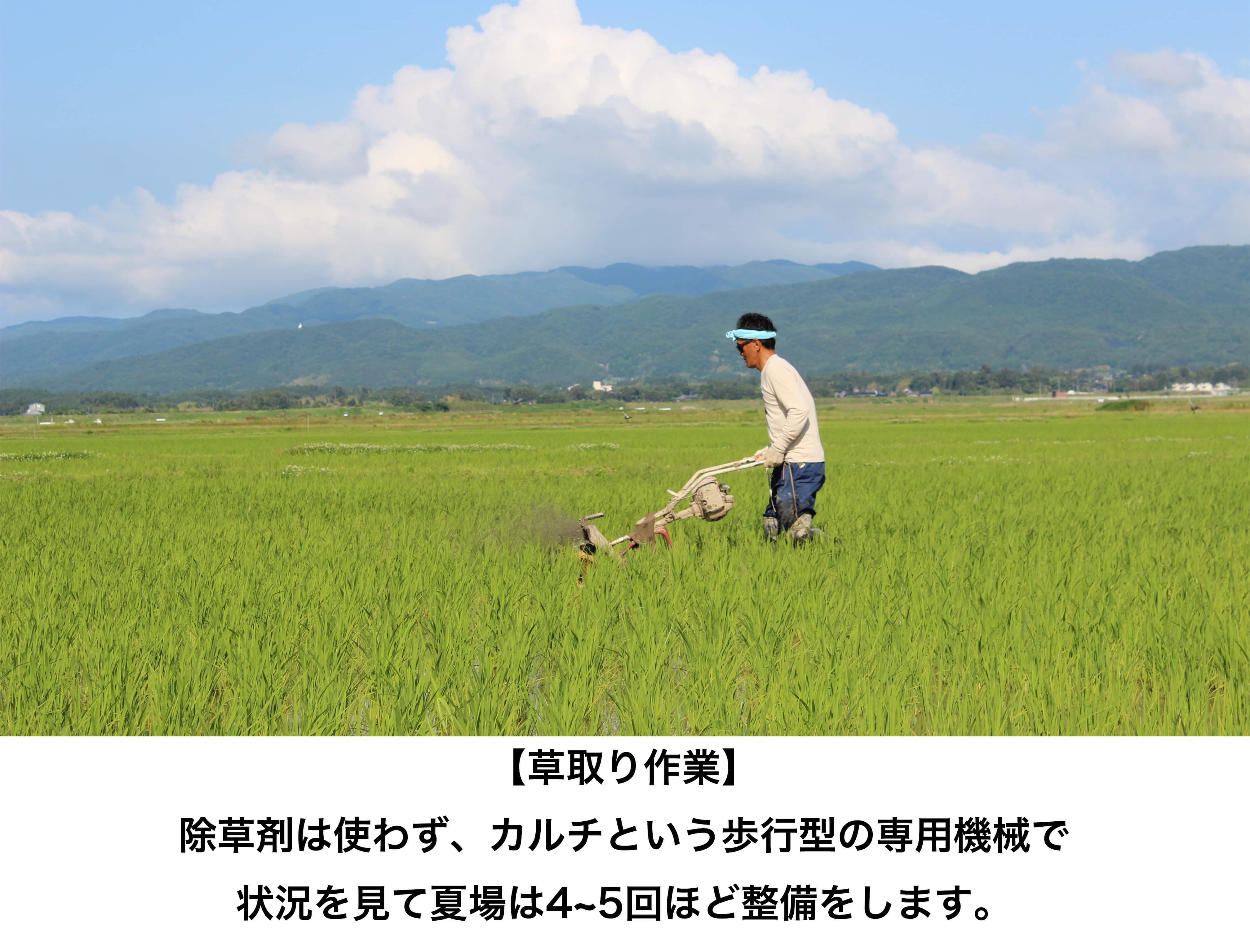 肥料も農薬も使わない、稲の力だけで実らせたササニシキ