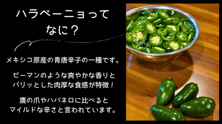 ハラペーニョ 1kg コジカジュ園 農家直送 先行予約 2026年9月上旬