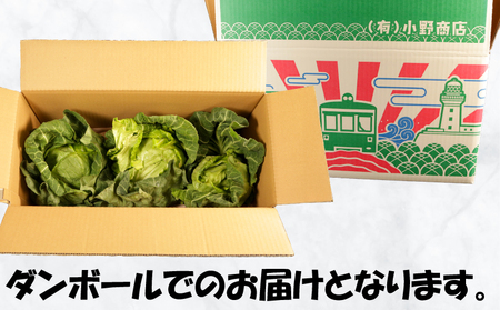 春キャベツ 3～4玉 キャベツ 【2027 先行予約】