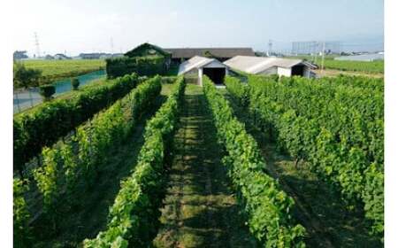 【ふるなび限定】＜和食に合うセット＞五一わいん シャトー 赤 720ml…１本/アルプス 信州酸化防止剤無添加樽熟 白 720ml…１本 | 五一ワイン アルプスワイン 赤 白 ワイン 和食 メルロ 