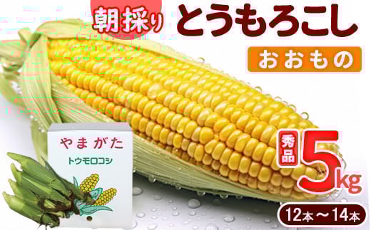 《クール便》朝採り とうもろこし「おおもの」 秀品 5kg （12本 - 14本） 山形県産【2025年7月上旬頃から9月下旬頃発送予定】　012-B-MM074