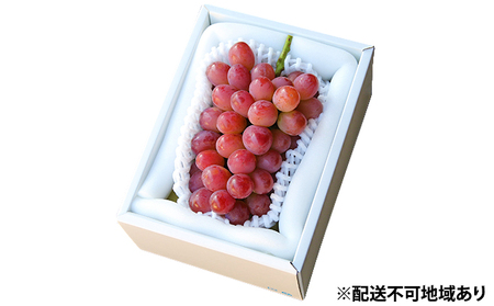 ぶどう早期受付 紫苑 （しえん）1房（500g以上） ブドウ 葡萄 フルーツ 果物 ぶどう