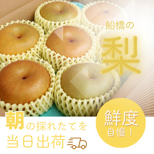 2024年発送分【贈答用】極上梨「豊水」3kg　果汁たっぷり　船橋産　8月中下旬発送　期間限定　梨　夏　6～9玉　なし　水菓子　果物　デザート