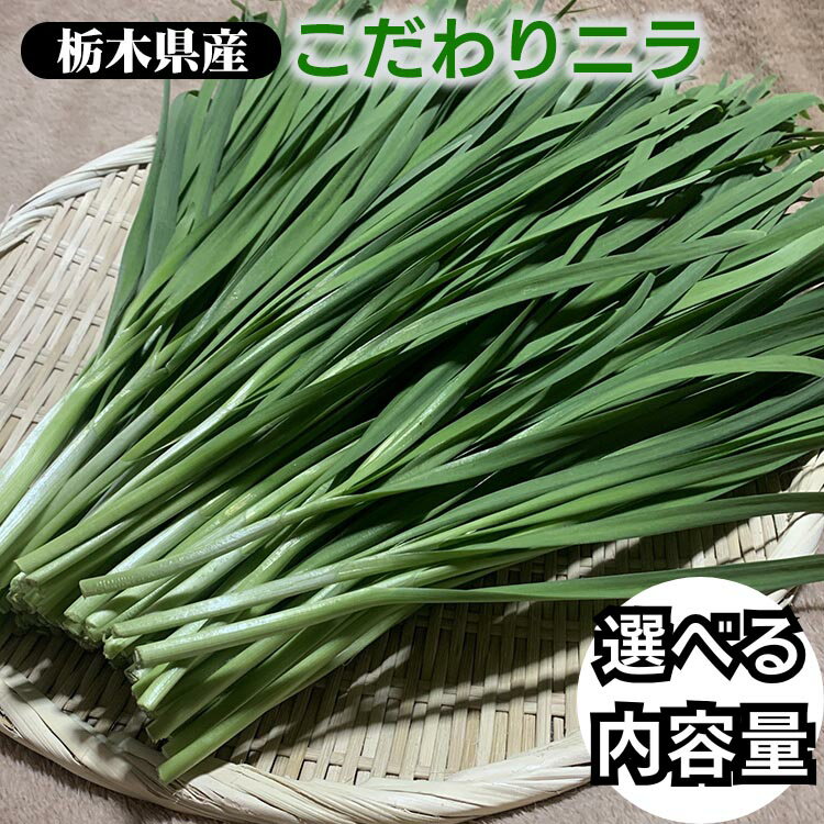 【ふるさと納税】＼選べる内容量／栃木県産こだわりニラ100g×10束 20束 30束 50束 100束 ｜ さくら市 にら 韮 野菜　国産